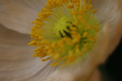 花粉
