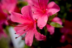 さつき　(おそらく)