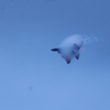 空に憧れて