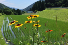 山間の夏