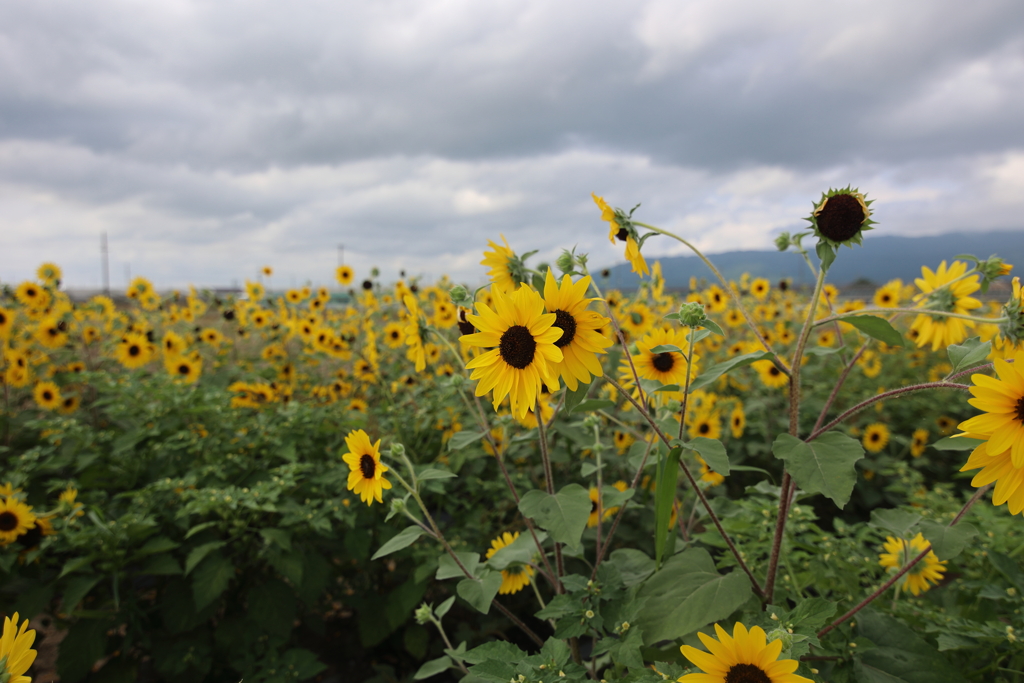 曇り空のひまわり