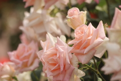 華やかな