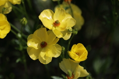 光沢のある花