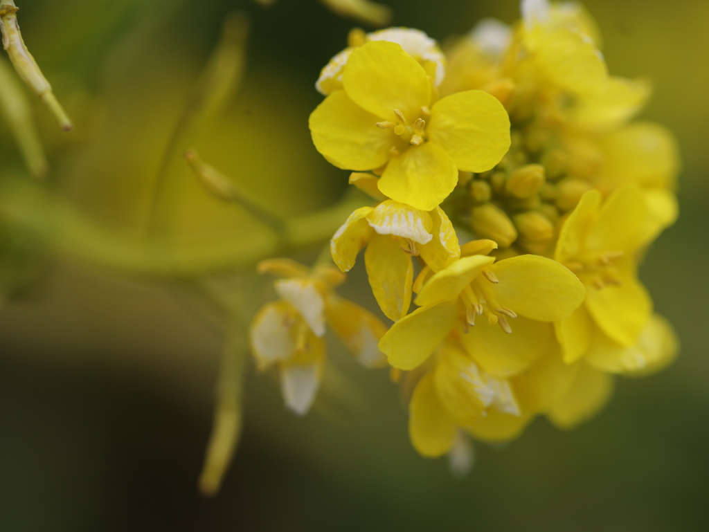 菜の花