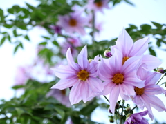 Dahlia imperialis