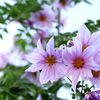 Dahlia imperialis