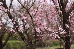 春の訪れを告げるアーモンド