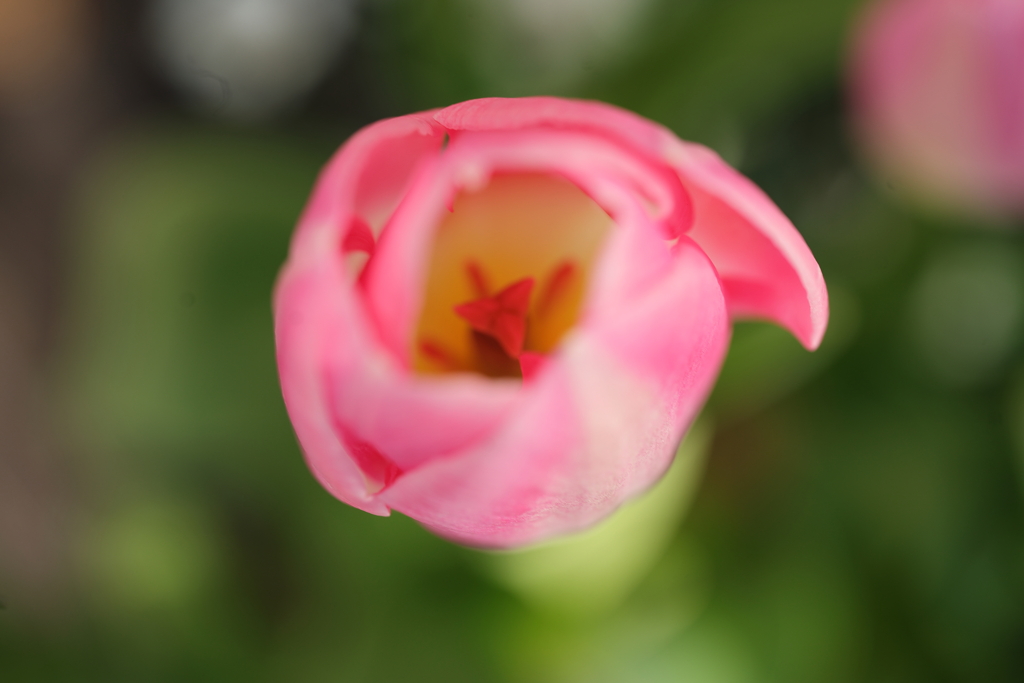 ピンクの花弁の中