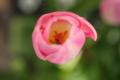 ピンクの花弁の中