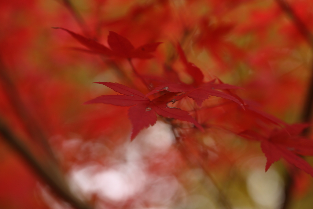 紅く燃えて