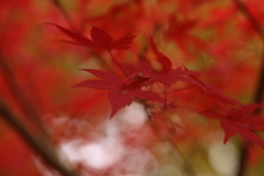 紅く燃えて