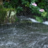 雨上がりの小川