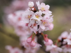 椿寒桜