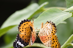 夏の恋物語　最終話　そして二人は蝶となる