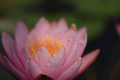 ピンクの花弁