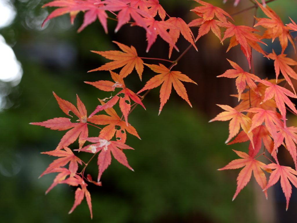 紅葉