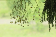 緑あふれる