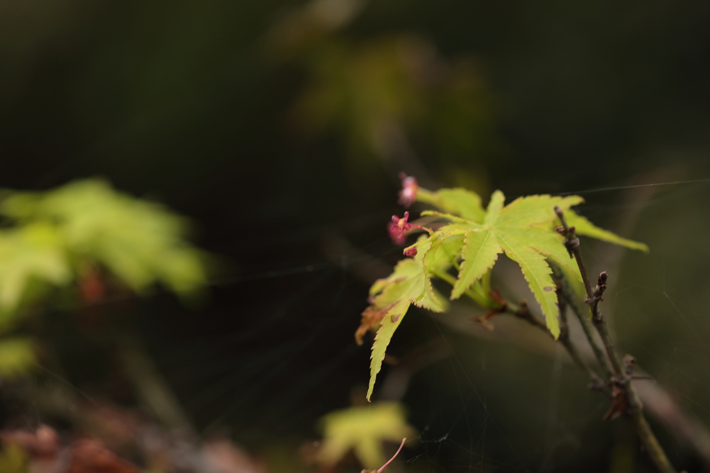 紅葉前