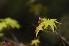 紅葉前