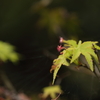 紅葉前