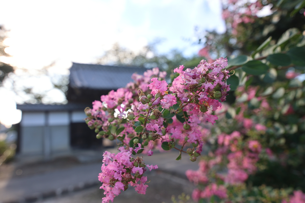 朝の百日紅