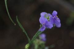 花粉が目立ちます