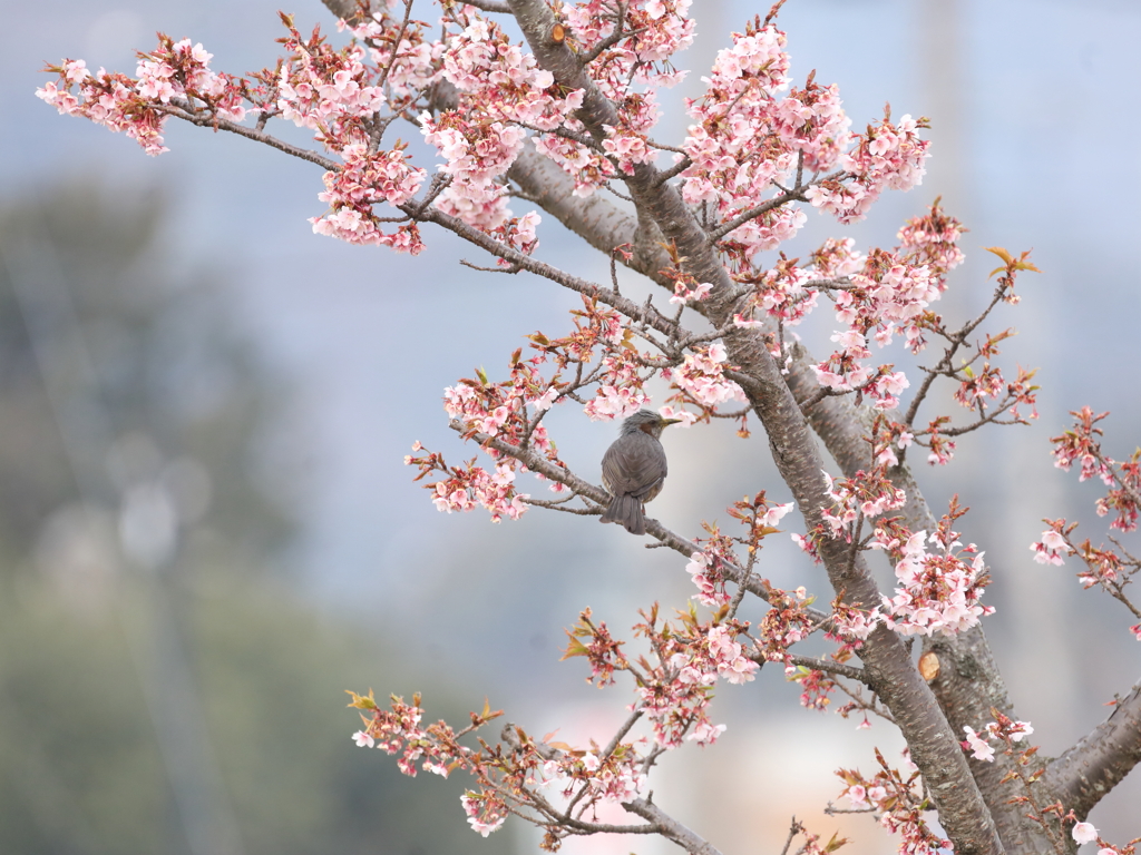 ひよ桜