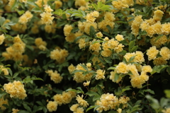 花花
