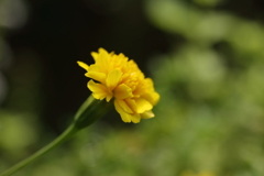 黄色い花