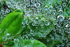 水玉