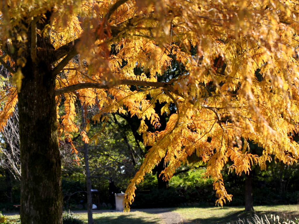 紅葉