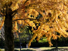 紅葉