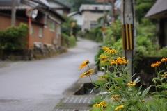 村の通りに咲く花