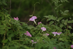 あさがおの季節？