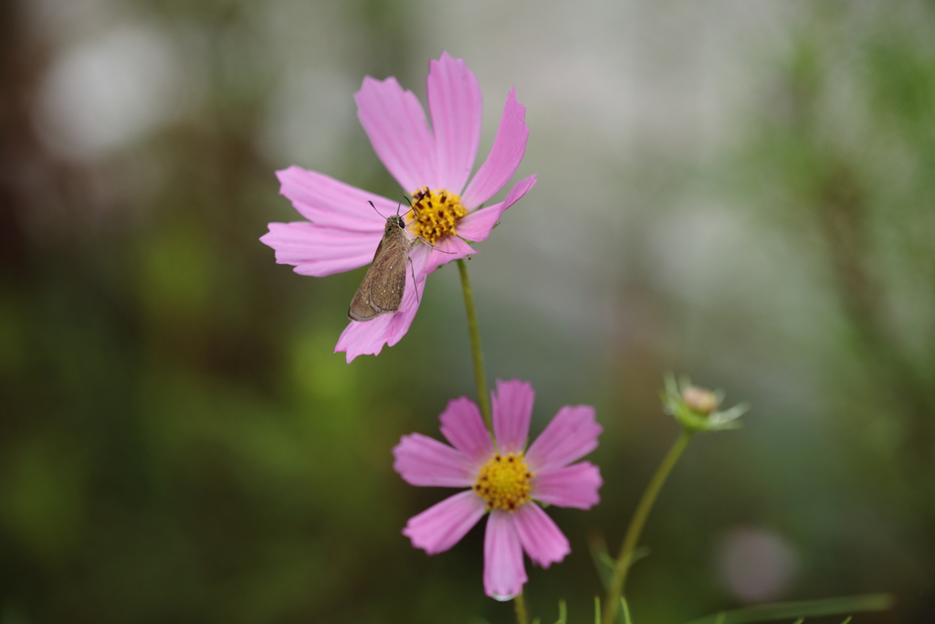 秋桜