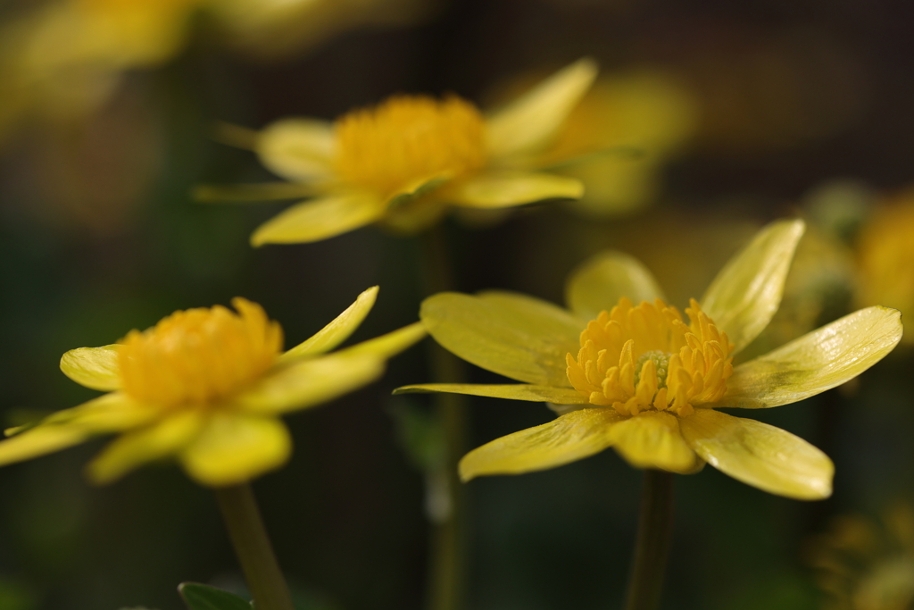 黄色の花