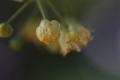 菩提樹