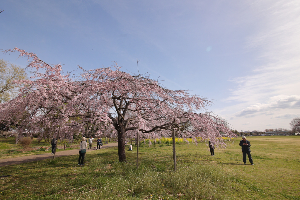 朝の花見