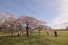 朝の花見