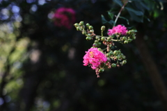 木陰に目立つ花