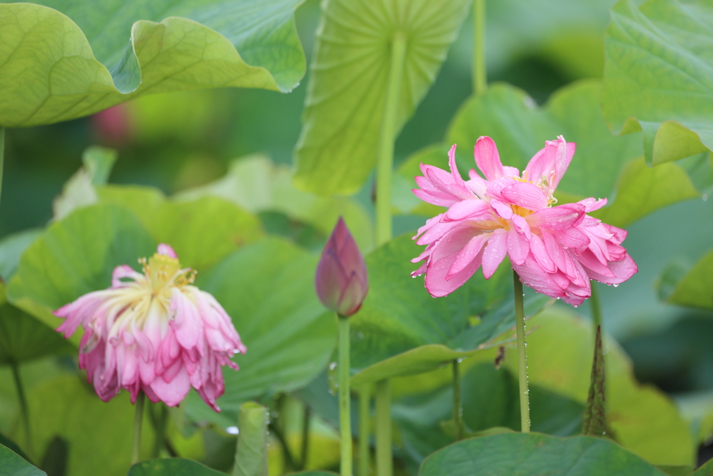 レンコンの花