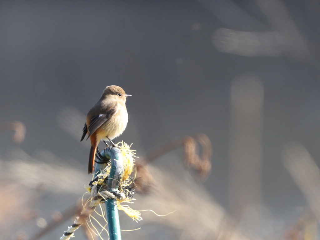 つぶらな瞳のお嬢さん