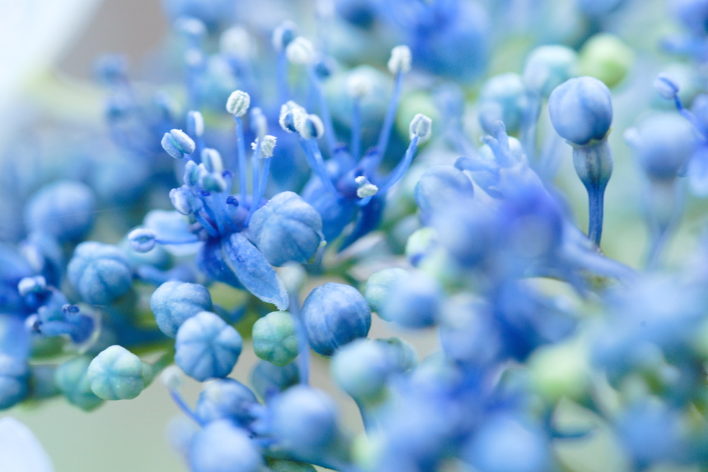 小さな花