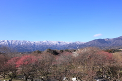 梅の里