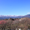 梅の里
