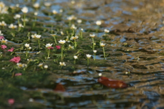 川面に浮かぶ白い花