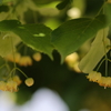 木陰で