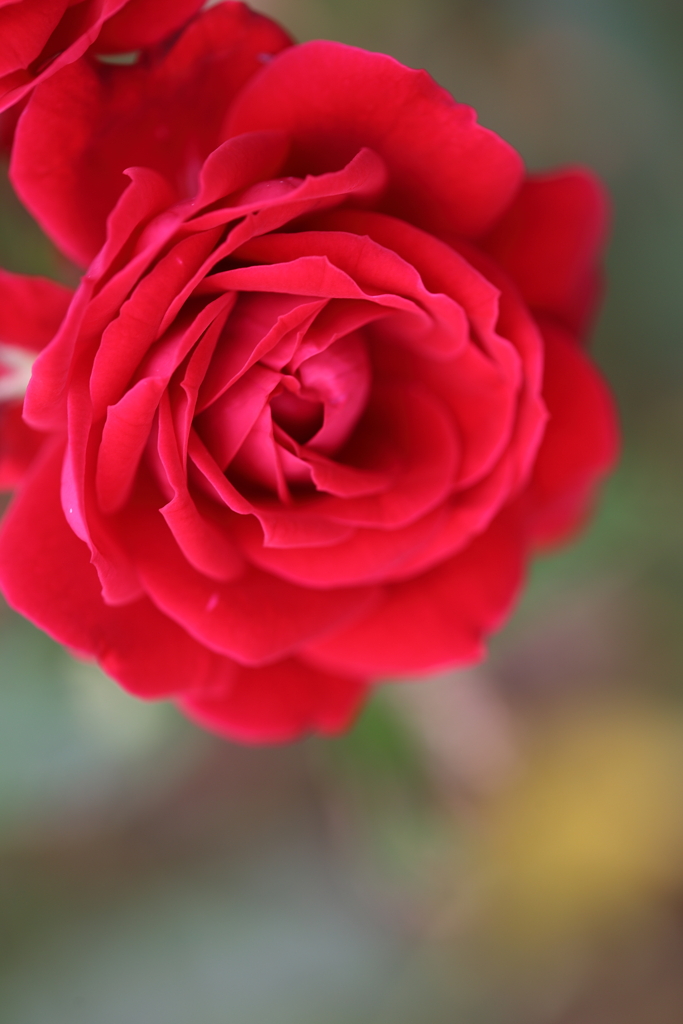 深紅