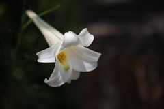 白花