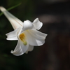 白花